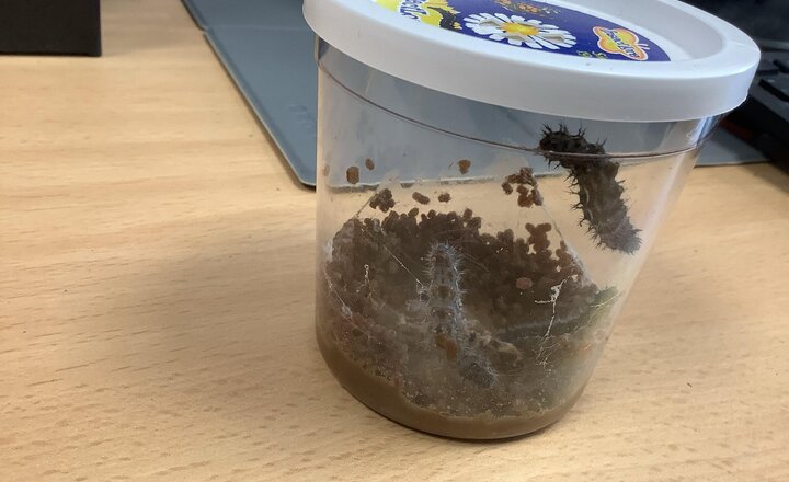 Image of Look how big our caterpillars are now!