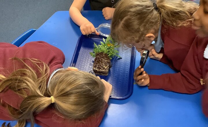 Image of This week in Science, we have been learning about the roots of a plant. We have had a close look at the roots and discussed what they do and why they are important.